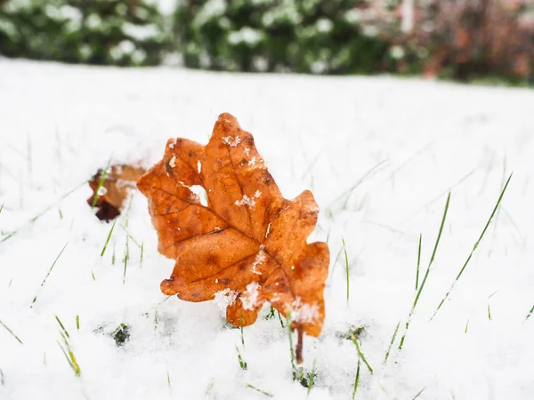 Foglia Quercia Marrone Sul Prato Con Uno Strato Neve Fresca — Foto Stock