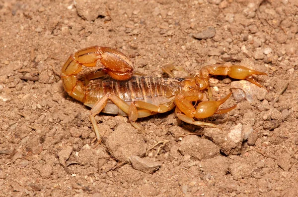 Arizona Stripetail Skorpion Vaejovis Spinigerus Redo Att Sticka Öknen Sand — Stockfoto