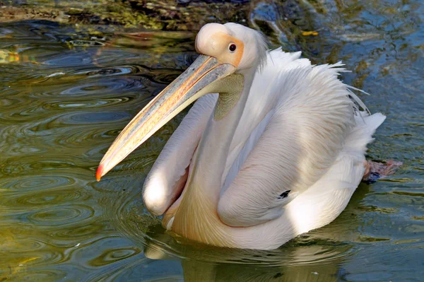 Malerischer Blick Auf Den Schönen Pelikan Der Natur — Stockfoto