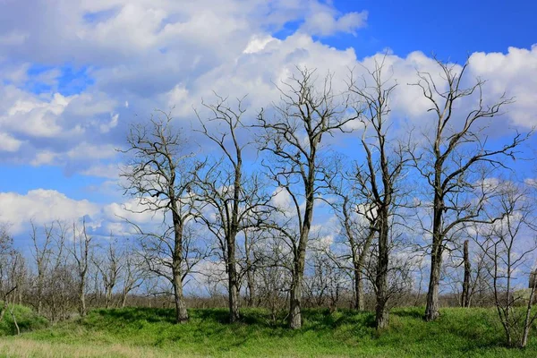 Miljøskader Trær Naturen – stockfoto