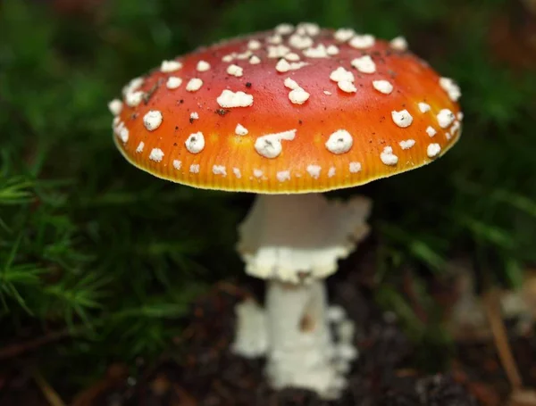 Κοντινή Άποψη Της Μύγας Agaric Στο Δάσος — Φωτογραφία Αρχείου