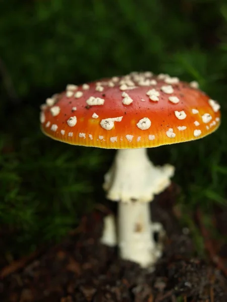 Culture Champignons Dans Forêt Fond Nature — Photo