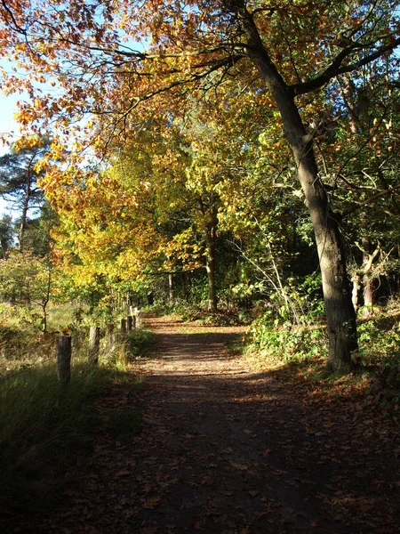 Красивая Осенняя Листва Лесу — стоковое фото