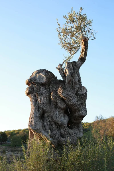 Prachtig Uitzicht Het Natuurlandschap — Stockfoto