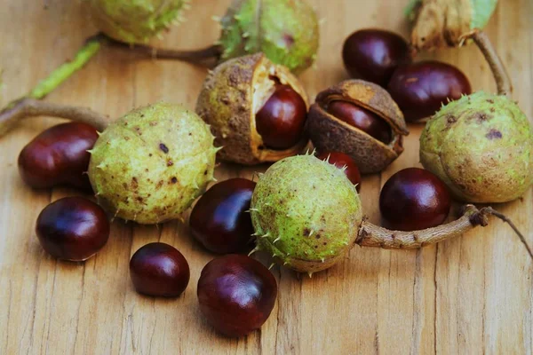 Close Zicht Kastanjes Herfst — Stockfoto