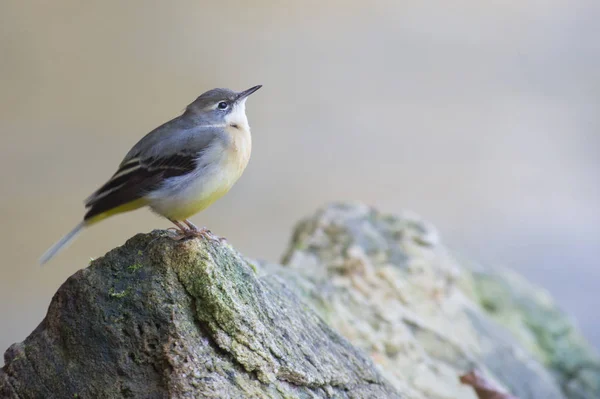 Vogelthema Malerischer Schuss — Stockfoto