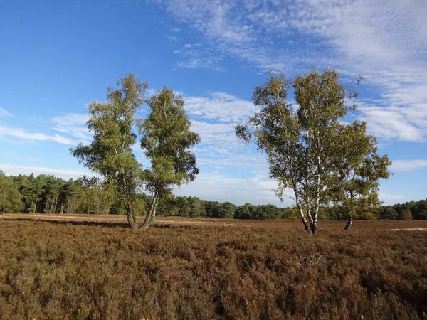 Hösten Naturparken Fischbeker Heide — Stockfoto