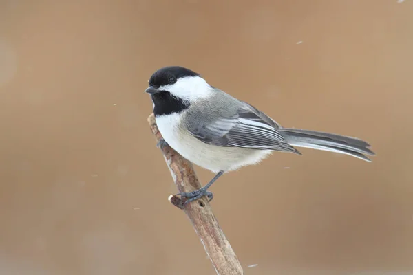 Mésange Capuchon Noir Atricapilla Poecile Sur Une Branche Dans Neige — Photo