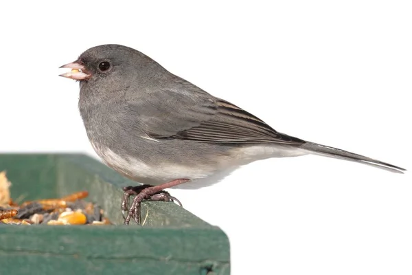 Dark Eyed Junco Junco Hyemalis Feeder Snow — Stock Photo, Image