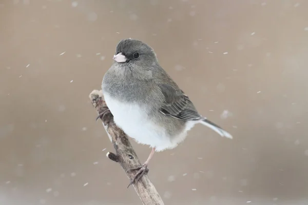 黑眼睛的朱古鱼 Junco Hyemalis 在雪地里的树枝上 — 图库照片