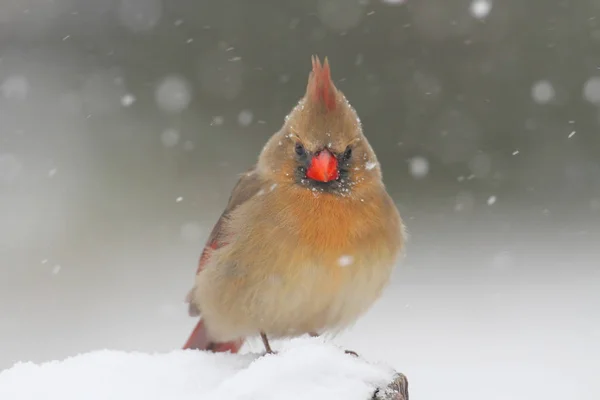 Female Northern Cardinal Cardinalis Cardinalis Snowy Scene — Stock Photo, Image