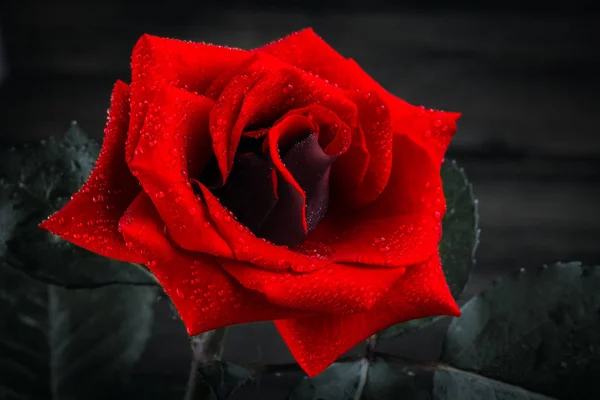 Krásná Volně Rostoucí Červená Růže Bílém Pozadí — Stock fotografie