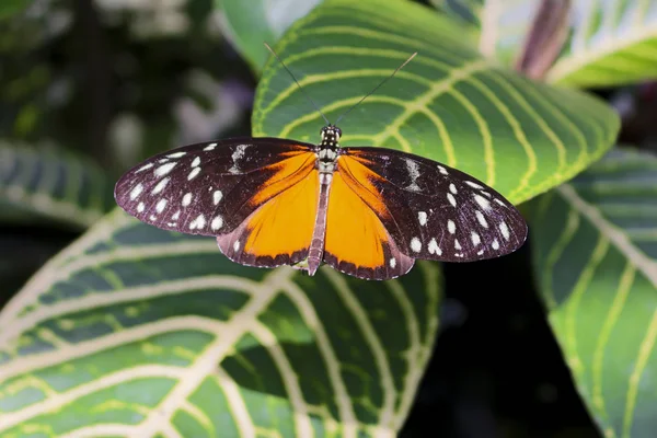 Close View Butterfly — Stock Photo, Image