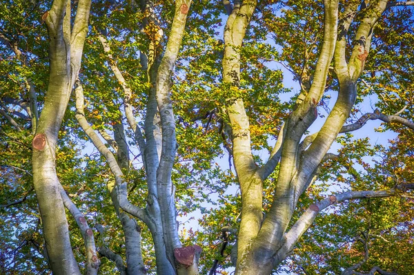 Strahlende Baumstämme Der Sommersonne — Stockfoto