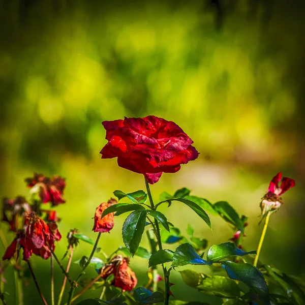 Jedna Czerwona Róża Jesiennym Słońcu — Zdjęcie stockowe