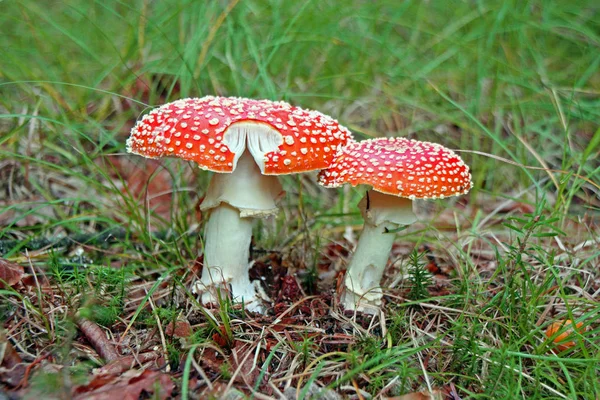 Rode Paddestoelen Behoren Tot Groep Giftige Schimmels — Stockfoto