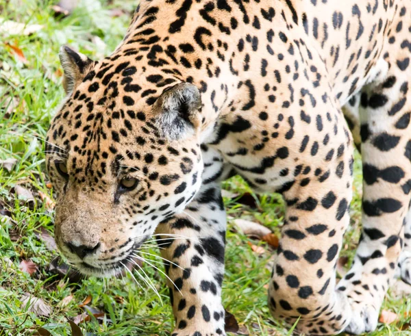 Jaguár Lovec Velká Kočka Divoké Zvíře — Stock fotografie