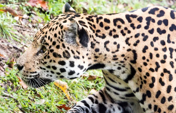 Jaguar Środowisku Naturalnym — Zdjęcie stockowe