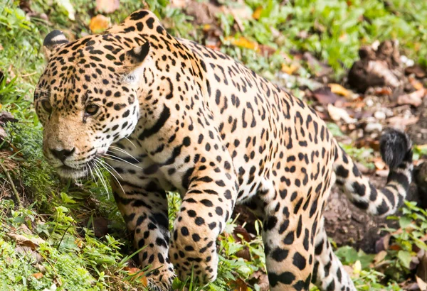 Jaguar Dans Nature — Photo