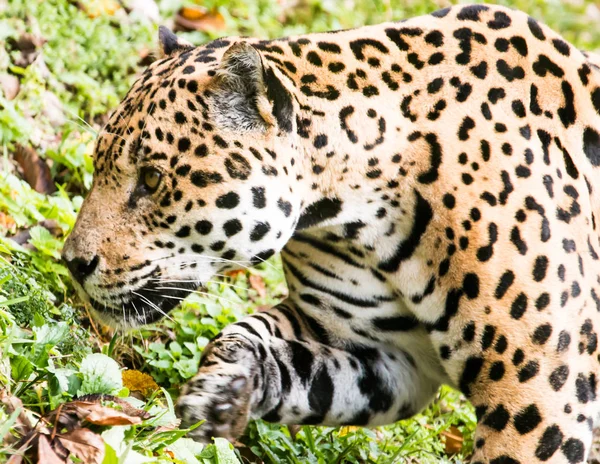 Jaguar Jager Grote Kat Wild Dier — Stockfoto
