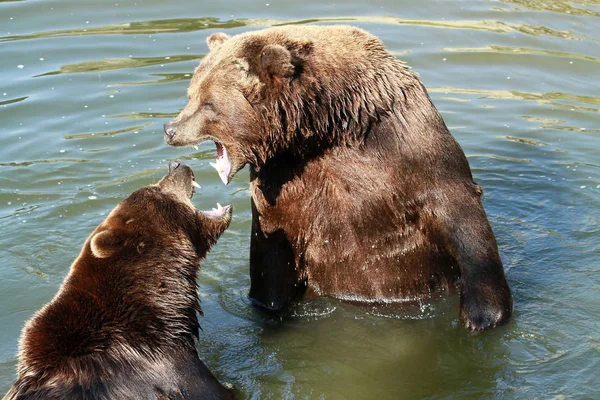 Zbliżenie Zwierząt Zoo — Zdjęcie stockowe