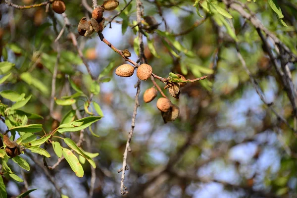 Amandelbomen Natuur Flora — Stockfoto