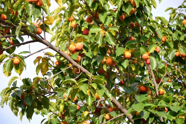 木の上のカキ スペイン — ストック写真