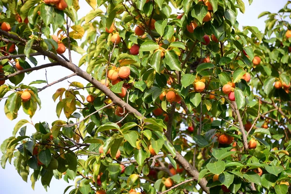 Kaki Trädet Spanien — Stockfoto