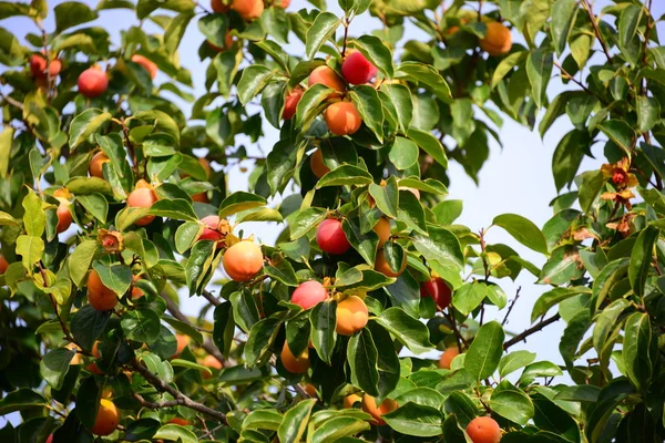 Kaki Tree Ισπανία — Φωτογραφία Αρχείου