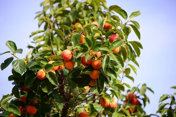 Kaki Tree Spain — Stock Photo, Image