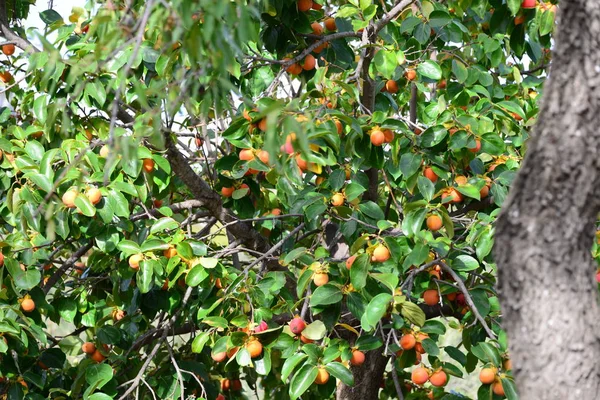 Kaki Albero Spagna — Foto Stock