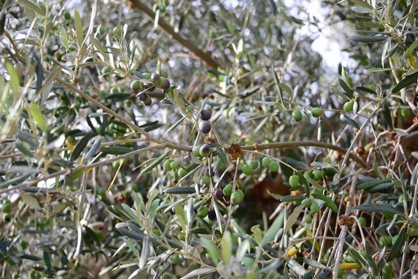 Oliven Baum Spanien — Stockfoto