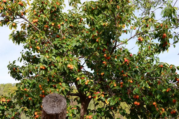 Kaki树At Spain — 图库照片