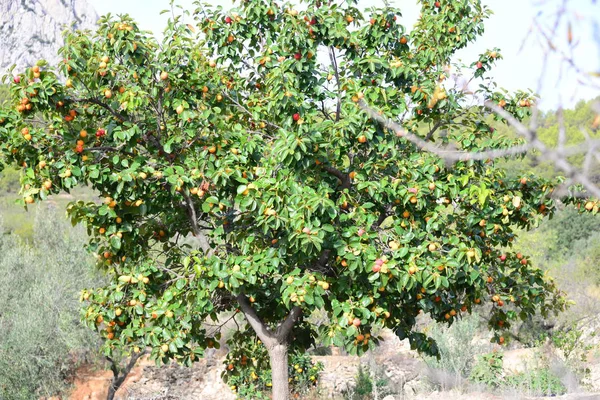 Kaki Auf Dem Baum Spanien — Stockfoto