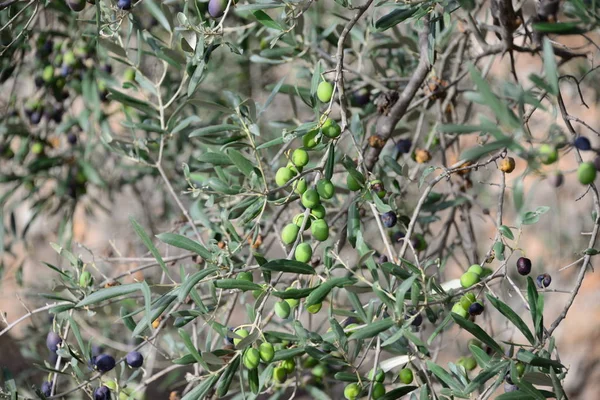 Oliven Baum Ισπανια — Φωτογραφία Αρχείου