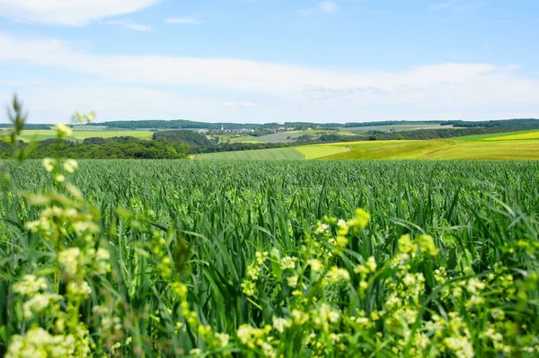 Vue Champ Maïs Concept Agricole — Photo