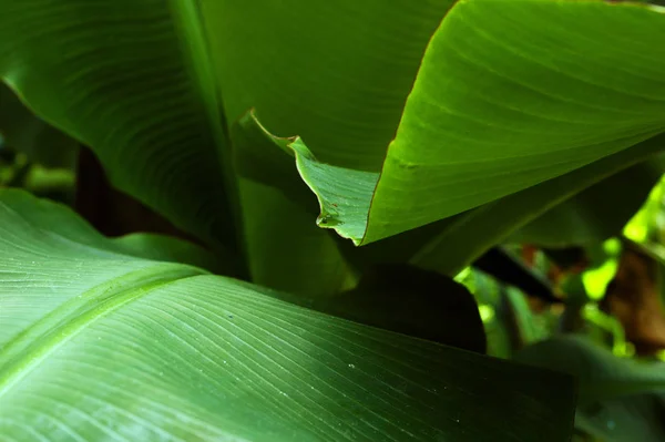 Grüne Pflanze Botanischer Garten — Stockfoto