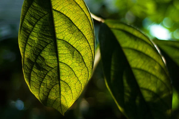 Groene Bladeren Plant Plantkunde Natuur — Stockfoto