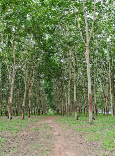 Karet Ara Pohon Karet Tanaman — Stok Foto