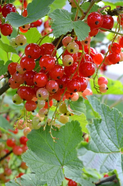 Rote Johannisbeeren Saure Früchte — Stockfoto