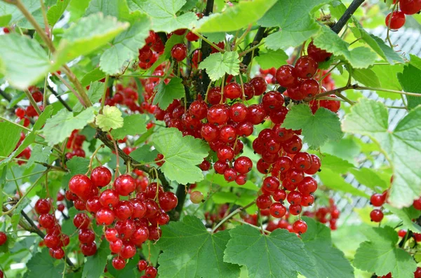 Rote Johannisbeeren Saure Früchte — Stockfoto