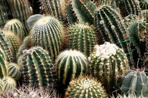 Tropical Plant Cactus Botany Flora — Stock Photo, Image