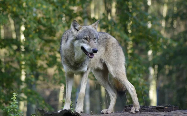 Vista Panorámica Del Lobo Salvaje Naturaleza — Foto de Stock