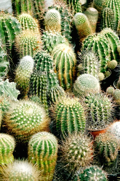 Tropical Nature Plant Botany Flora Cactus — Stock Photo, Image