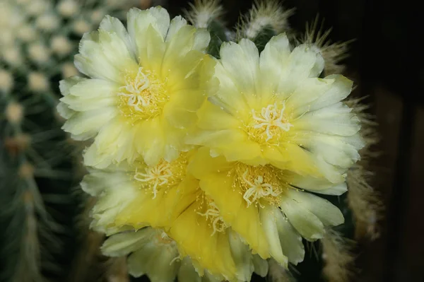 Tropisk Natur Växt Botanik Flora Kaktus — Stockfoto