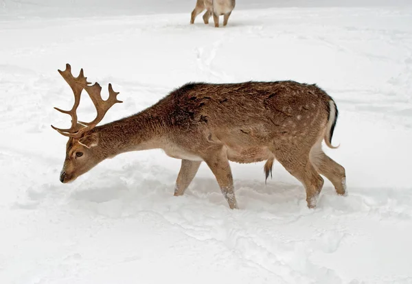 Deer Mammal Animal Nature — Stock Photo, Image