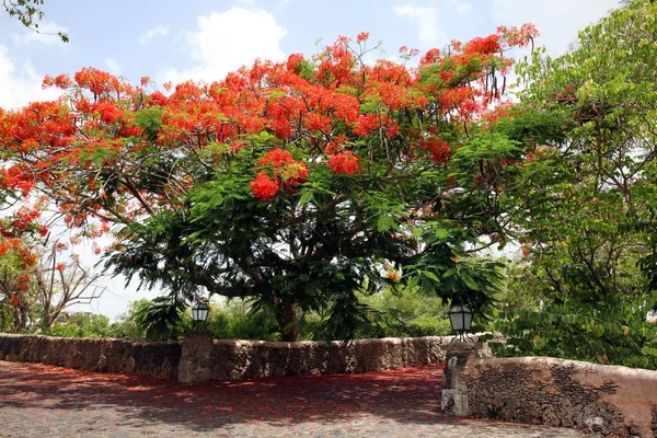 Red Flamboyan Daytime — Stock Photo, Image