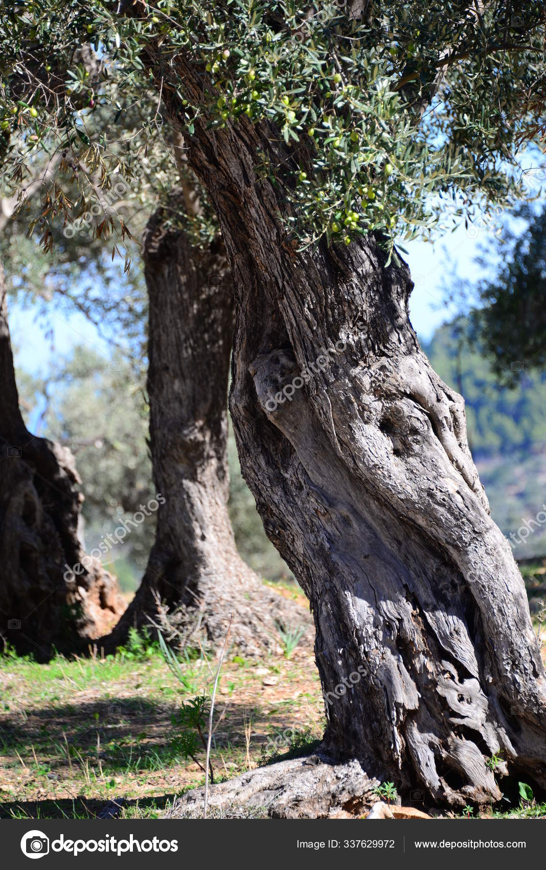 Olive Tree Trunk Olive Majorca Spain — Stock Photo © PantherMediaSeller
