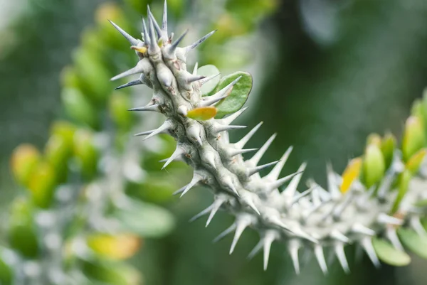 Kaktusz Növény Sztyepp Csípés Jellege — Stock Fotó