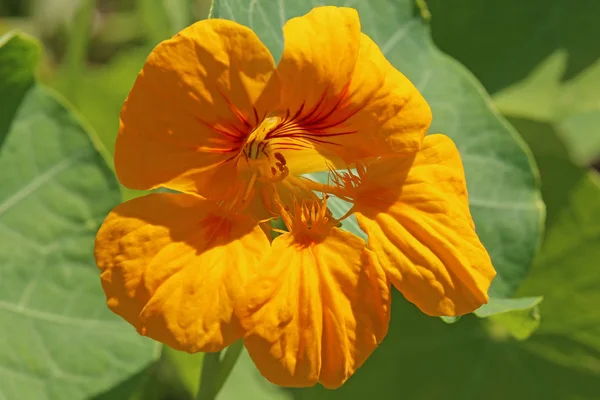 Χρυσοκίτρινο Nasturtium Tropaeolum Majus — Φωτογραφία Αρχείου